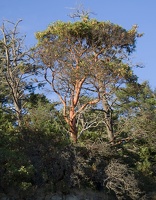 313-1289 Tree